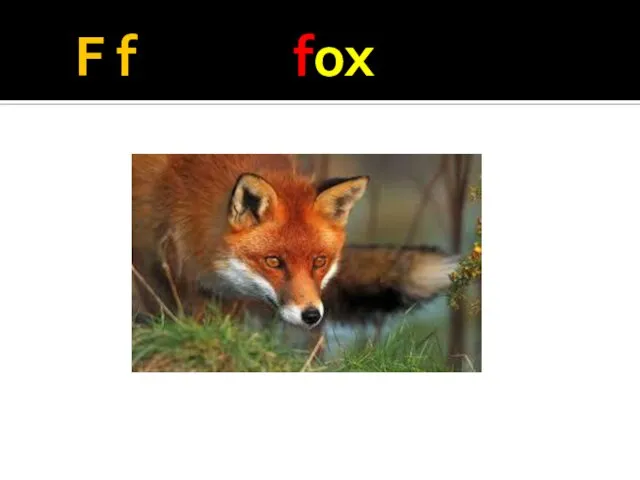 F f fox