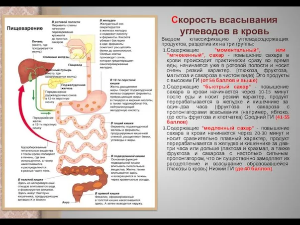 Скорость всасывания углеводов в кровь Введем классификацию углеводсодержащих продуктов, разделив их