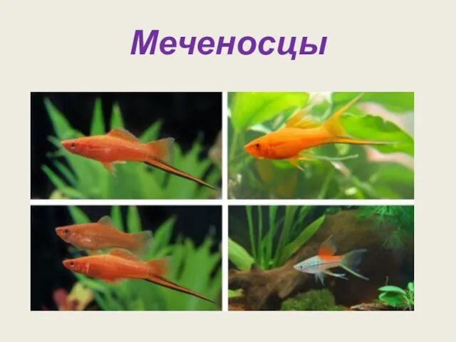 Меченосцы