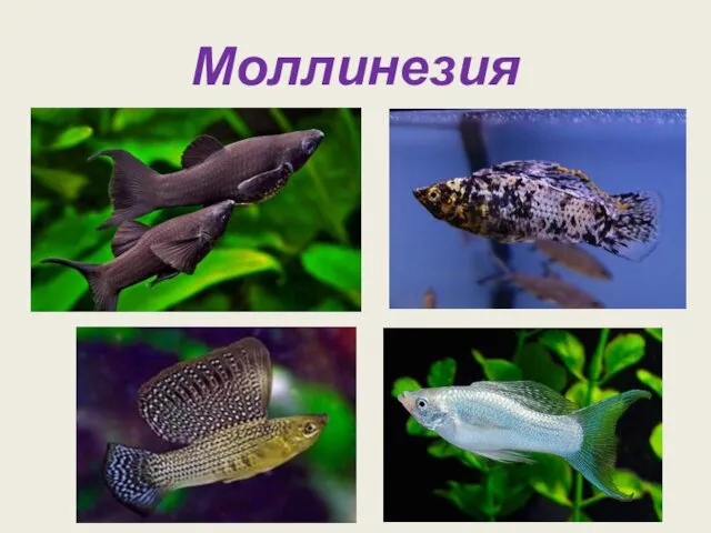 Моллинезия