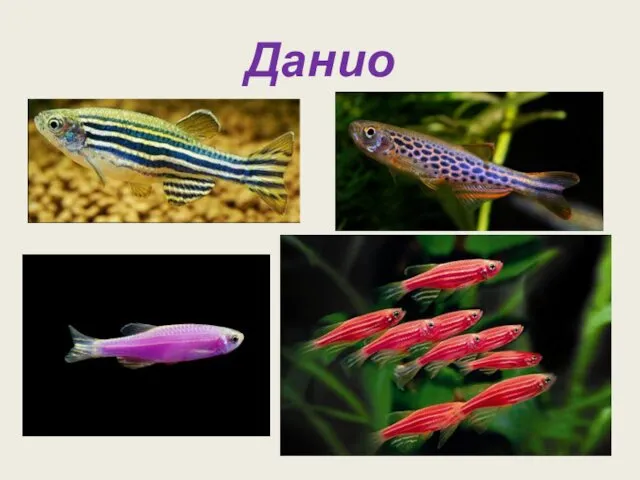 Данио