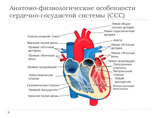 Анатомо-физиологические особенности сердечно-сосудистой системы (ССС)