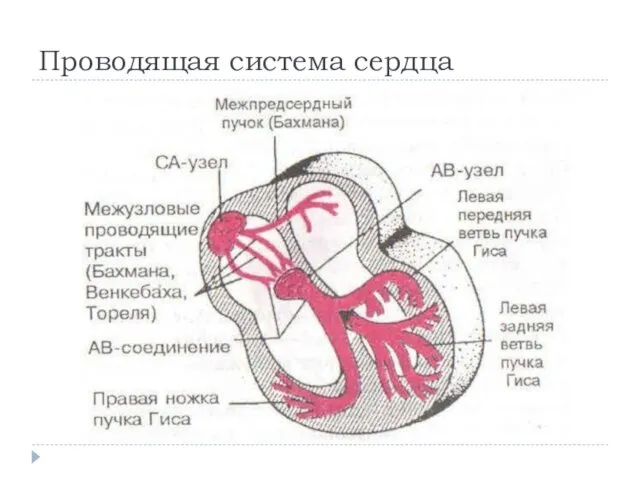 Проводящая система сердца