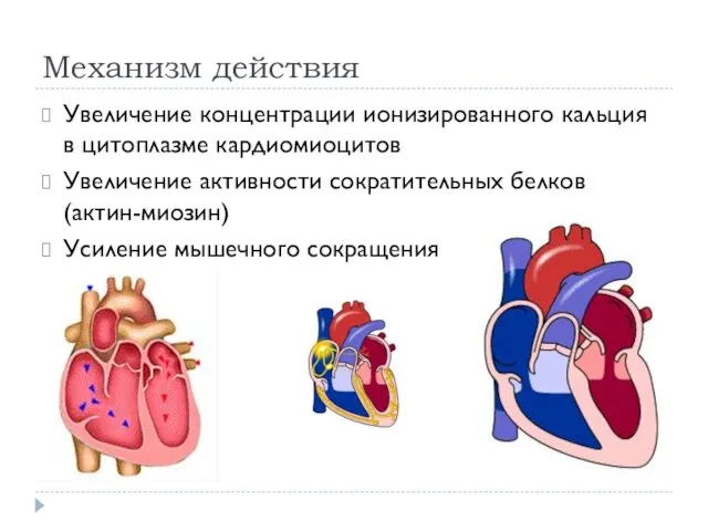 Механизм действия Увеличение концентрации ионизированного кальция в цитоплазме кардиомиоцитов Увеличение активности