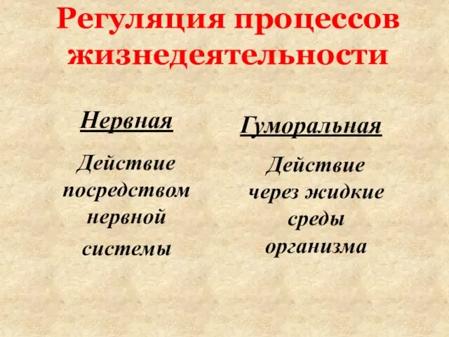 Регуляция процессов жизнедеятельности Нервная Действие посредством нервной системы Гуморальная Действие через жидкие среды организма