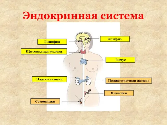 Эндокринная система Гипофиз Щитовидная железа Тимус Эпифиз Надпочечники Семенники Поджелудочная железа Яичники