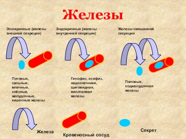 Железы Экзокринные (железы внешней секреции) Потовые, сальные, млечные, слёзные, желудочные, кишечные