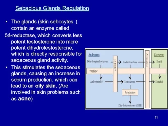 The glands (skin sebocytes ) contain an enzyme called 5á-reductase, which