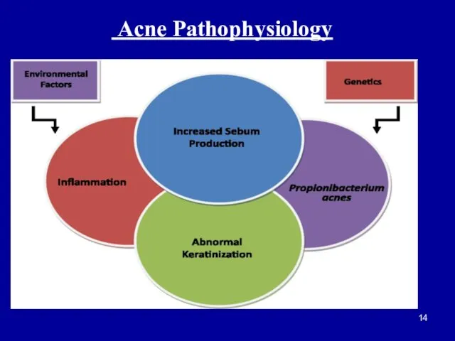 Acne Pathophysiology