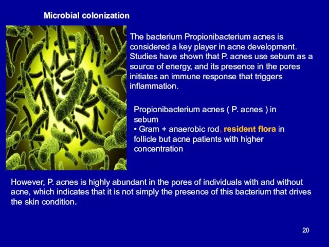 Microbial colonization The bacterium Propionibacterium acnes is considered a key player