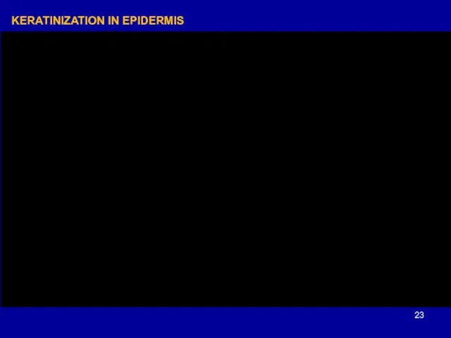 KERATINIZATION IN EPIDERMIS