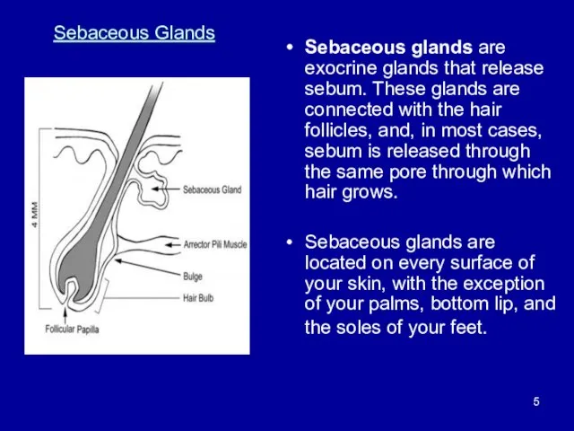 Sebaceous glands are exocrine glands that release sebum. These glands are