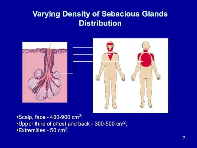 Varying Density of Sebacious Glands Distribution Scalp, face - 400-900 cm2;