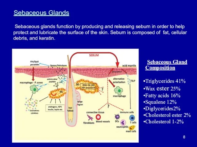 Sebaceous Glands Sebaceous Gland Composition Triglycerides 41% Wax ester 25% Fatty