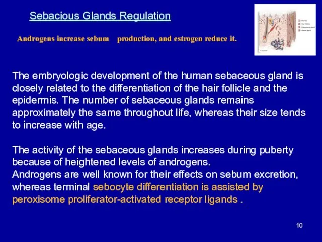 Sebacious Glands Regulation Androgens increase sebum production, and estrogen reduce it.
