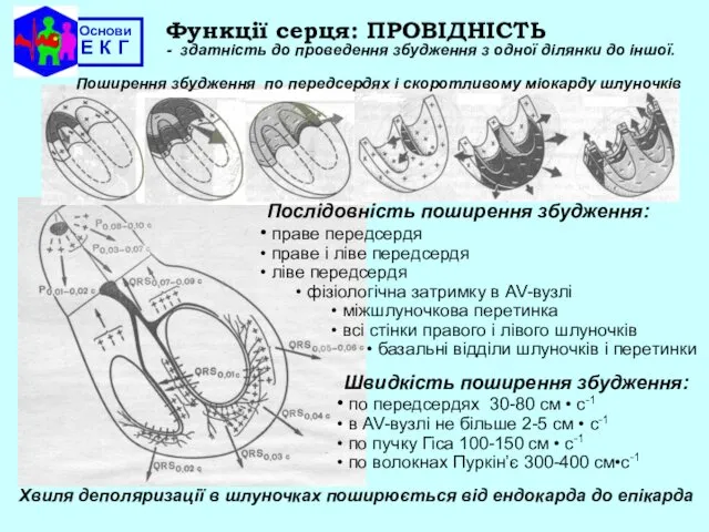 Основи Е К Г Функції серця: ПРОВІДНІСТЬ - здатність до проведення