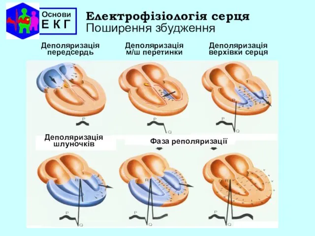 Основи Е К Г Електрофізіологія серця Поширення збудження Деполяризація передсердь Деполяризація