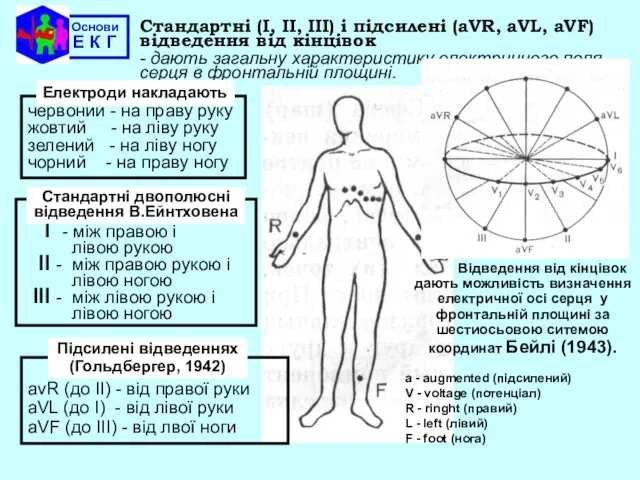 Основи Е К Г Стандартні (І, ІІ, ІІІ) і підсилені (aVR,