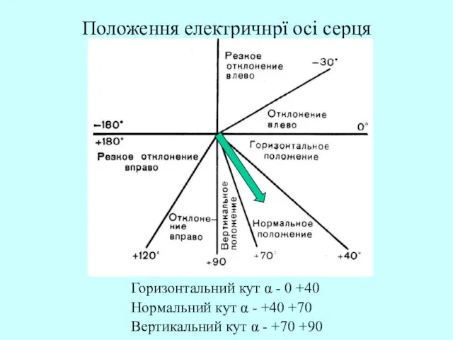 Положення електричнрї осі серця Горизонтальний кут α - 0 +40 Нормальний