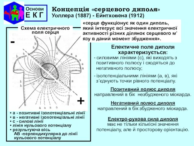 Основи Е К Г Концепція «серцевого диполя» Уоллера (1887) - Ейнтховена