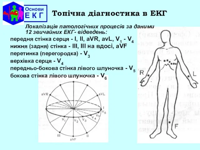 Основи Е К Г Топічна діагностика в ЕКГ передня стiнка серця