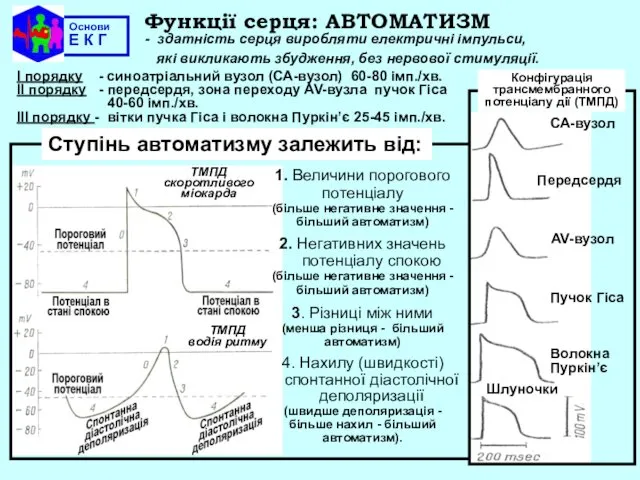 Основи Е К Г Функції серця: АВТОМАТИЗМ - здатність серця виробляти