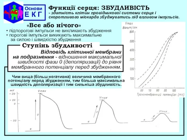 Основи Е К Г Основи Е К Г Функції серця: ЗБУДЛИВІСТЬ