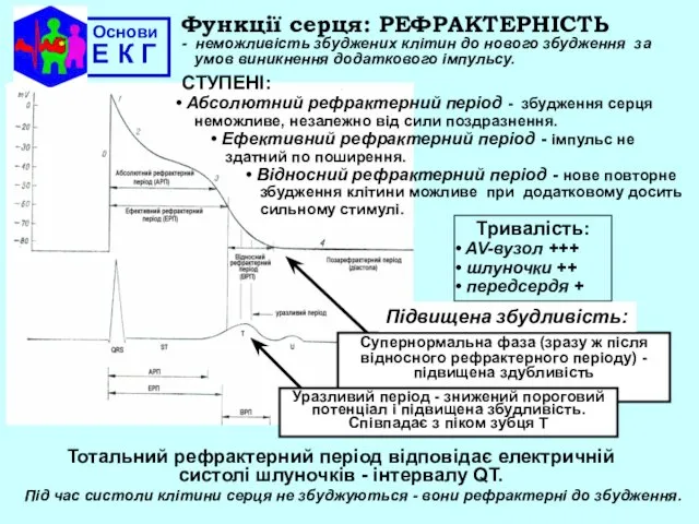 Основи Е К Г Функції серця: РЕФРАКТЕРНІСТЬ - неможливість збуджених клітин