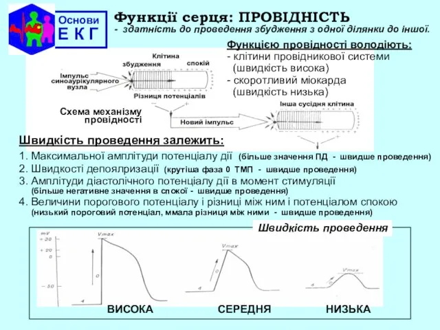 Основи Е К Г Функції серця: ПРОВІДНІСТЬ - здатність до проведення