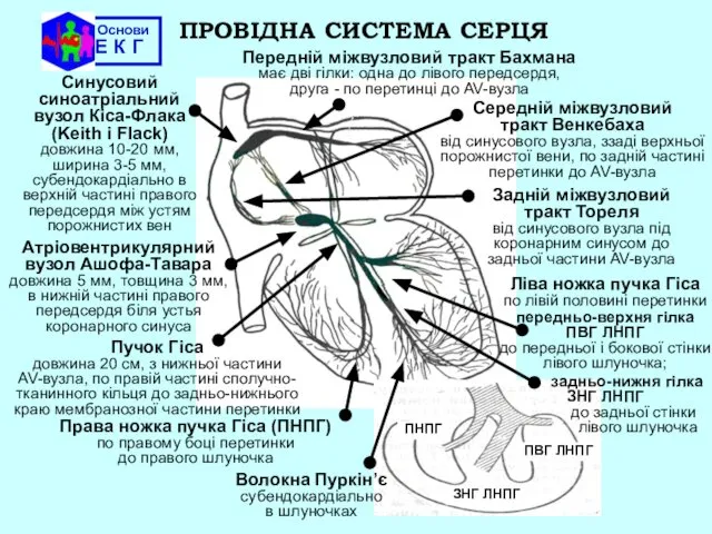 Основи Е К Г ПРОВІДНА СИСТЕМА СЕРЦЯ Синусовий синоатріальний вузол Кіса-Флака