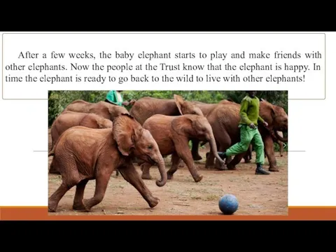 After a few weeks, the baby elephant starts to play and