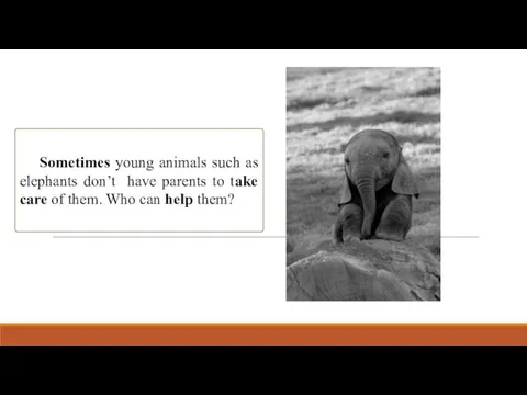 Sometimes young animals such as elephants don’t have parents to take