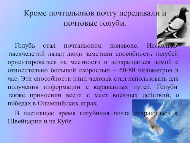 Кроме почтальонов почту передавали и почтовые голуби. Голубь стал почтальоном поневоле.