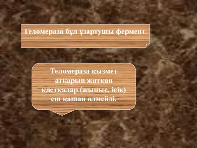 Теломераза қызмет атқарып жатқан клеткалар (жыныс, ісік) еш қашан өлмейді. Теломераза бұл ұзартушы фермент.