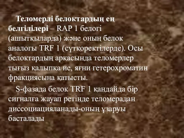 Теломерлі белоктардың ең белгілілері – RAP 1 белогі (ашытқыларда) және оның