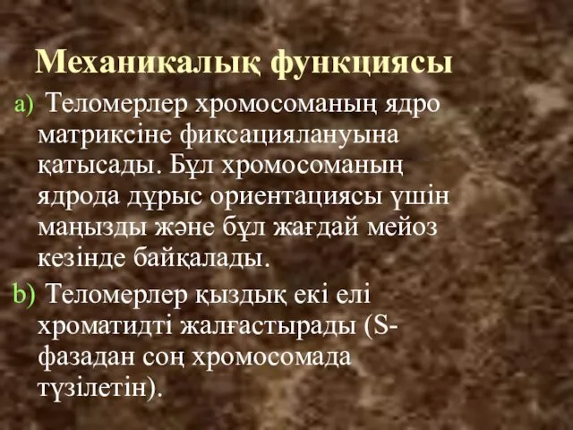 Механикалық функциясы Теломерлер хромосоманың ядро матриксіне фиксациялануына қатысады. Бұл хромосоманың ядрода