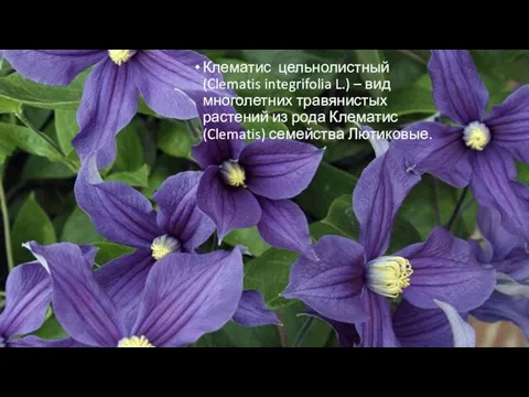 Клематис цельнолистный (Clematis integrifolia L.) – вид многолетних травянистых растений из рода Клематис (Clematis) семейства Лютиковые.