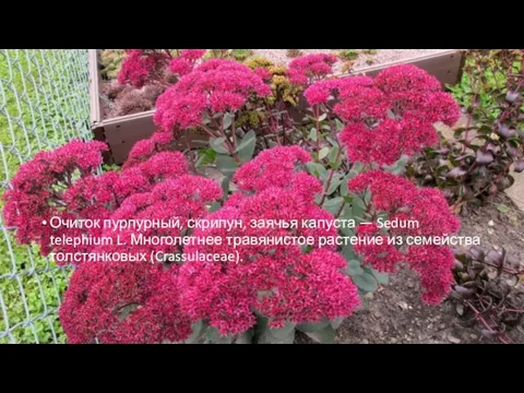 Очиток пурпурный, скрипун, заячья капуста — Sedum telephium L. Многолетнее травянистое растение из семейства толстянковых (Crassulaceae).