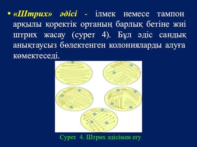 «Штрих» әдісі - ілмек немесе тампон арқылы қоректік ортаның барлық бетіне