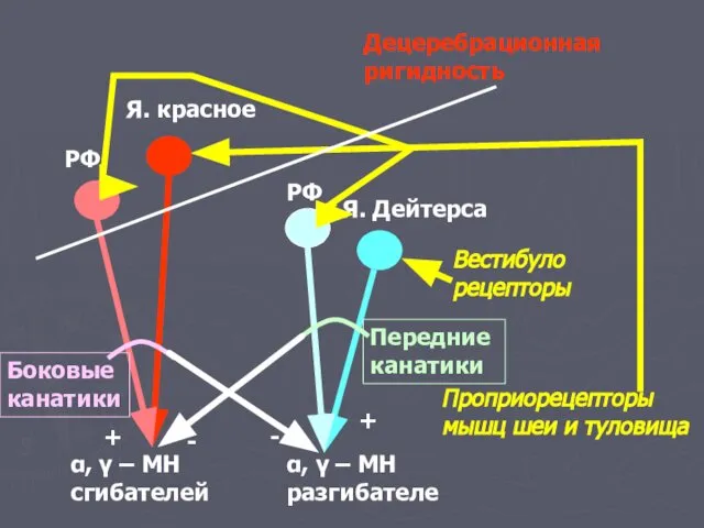 α, γ – МН сгибателей α, γ – МН разгибателе Я.