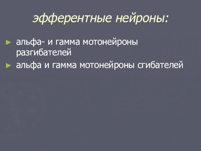 эфферентные нейроны: альфа- и гамма мотонейроны разгибателей альфа и гамма мотонейроны сгибателей