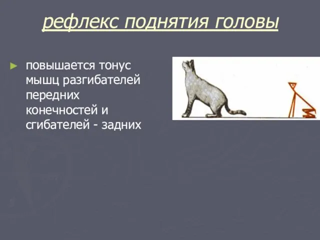 рефлекс поднятия головы повышается тонус мышц разгибателей передних конечностей и сгибателей - задних