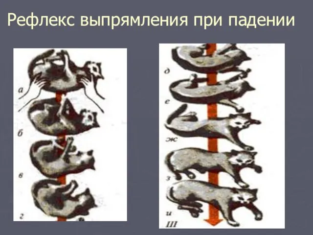 Рефлекс выпрямления при падении