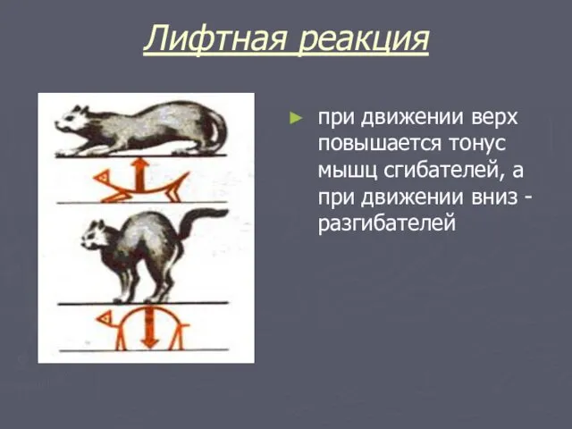 Лифтная реакция при движении верх повышается тонус мышц сгибателей, а при движении вниз - разгибателей