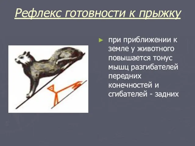 Рефлекс готовности к прыжку при приближении к земле у животного повышается