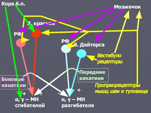 α, γ – МН сгибателей α, γ – МН разгибателе Я.