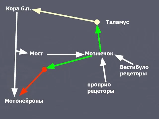 Мозжечок Вестибуло рецеторы проприо рецеторы Кора б.п. Мотонейроны Мост Таламус