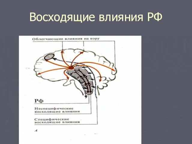 Восходящие влияния РФ