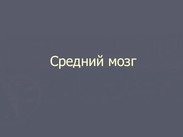 Средний мозг