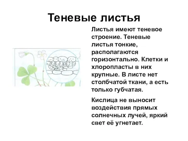 Теневые листья Листья имеют теневое строение. Теневые листья тонкие, располагаются горизонтально.